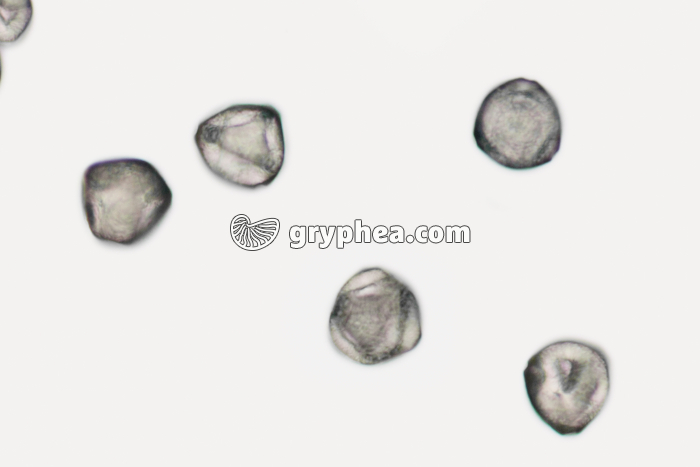 Pollen Noisetier x200 - gryphea.com